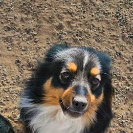 Tinsel - Black tri male Toy Australian Shepherd puppy in Snowflake, Arizona from Halfpint Aussies