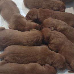Boy 3 - Dark golden Golden Retriever puppy in Grand Meadow, Minnesota from Root River Retrievers