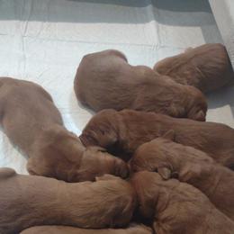 Boy 3 - Dark golden Golden Retriever puppy in Grand Meadow, Minnesota from Root River Retrievers