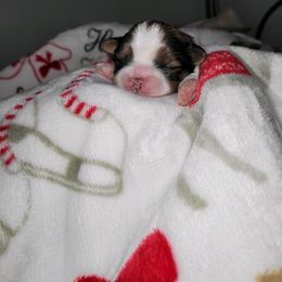 Girl 1 - female Shih Tzu puppy in Wooster, Ohio from Mending Hearts Shih Tzu's