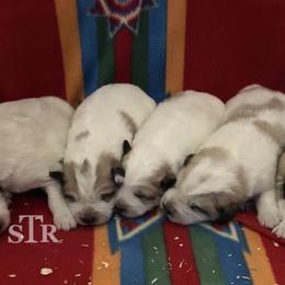 Aussiedoodle, Colorado Mountain Dog, and Corgipoo Puppies from Stone Table Ranch/STR Just Doodle It