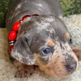 Bonny - Dapple female Dachshund puppy in Lexington, Oklahoma from BooneDox Miniature Dachshunds