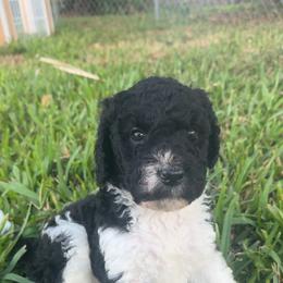 Jasper - Parti male Poodle puppy in Fort Lauderdale, Florida from SoFlo Standard Poodles