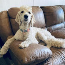 Maui - Goldendoodle