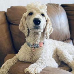 Maui - Goldendoodle