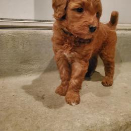 Bear - Red  male Goldendoodle puppy in Pleasant Grove, Utah from Goldendoodles of Utah County