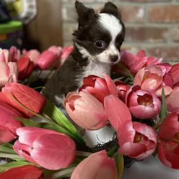 Tilly - Chocolate and white female Chihuahua puppy in Red Bluff, California from Aye Chihuahua