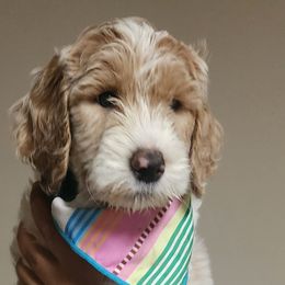 Snowy (Dark Blue Collar Boy) - Goldendoodle puppy from Highland Grove Doodles, LLC