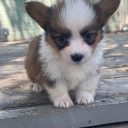 Reuben - Sable and white male American Corgi puppy in East Oakdale, California from Rhettro Kennels