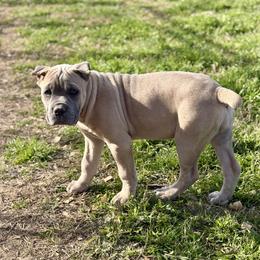 Fortune - Fawn female Cane Corso puppy in Briggs, Texas from Capital City Corso’s