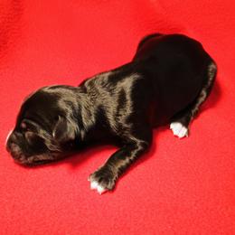 Boy (1) - Black and white male Bernedoodle puppy in New Holland, Pennsylvania from Ellie's Cute as a Button Yorkies