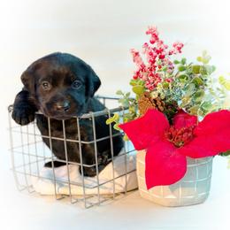 Erica - Black female Labrador Retriever puppy in Isle, Minnesota from Dog Ear Outfitters