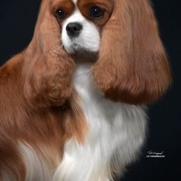 Cavalier King Charles Spaniel and Tibetan Spaniel All Grown Up from Chadwick Cavaliers