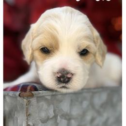 Clark - Apricot male Australian Labradoodle puppy in Gladstone, Oregon from Beaver State Labradoodles