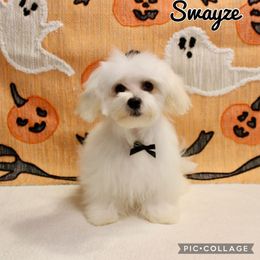 Swayze - White male Maltese puppy in Morehead, Kentucky from Paw Perfect Pets
