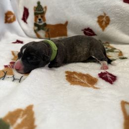 Baby Ruth - Brindle and white female Cardigan Welsh Corgi puppy in Mishawaka, Indiana from Squires Corgi Cottage