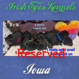 Boy 1 - Black and mahogany male Rottweiler puppy in De Witt, Iowa from Irish Eyes Kennels