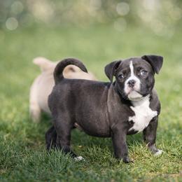 Katana - Seal brown female American Bully puppy in Puyallup, Washington from Gamer Bullyz