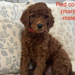Poodle Puppies from Orange Grounds Poodles