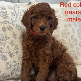 Poodle Puppies from Orange Grounds Poodles