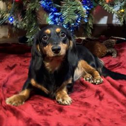 Lilly - Dachshund