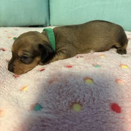 Green - Wild  boar and tan female Dachshund puppy in Live Oak, Florida from The Weenie Herd Mom