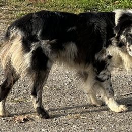 Arlo - Australian Shepherd