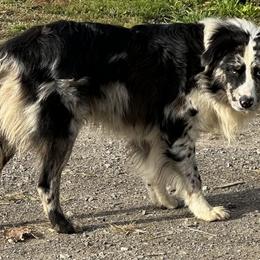 Arlo - Australian Shepherd