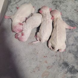 Bichon Frise and Cavalier King Charles Spaniel Puppies from Beloved Bichons & Cavaliers