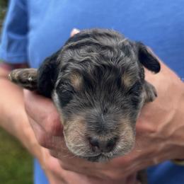 Boy 1 - Gray male Springerdoodle puppy in Sterling, Michigan from Springerdoodles In MI