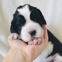 Summer - Black and white female English Springer Spaniel puppy in Casa Grande, Arizona from The Spaniel Garden