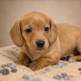Ember - Red female Dachshund puppy in Greenfield, Ohio from Buck Run Creek Dachshunds