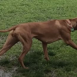 Chili - Vizsla