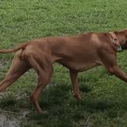 Chili - Vizsla