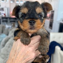 Emmy - Black and tan female Yorkshire Terrier puppy in West Fargo, North Dakota from A Yorkie Tale