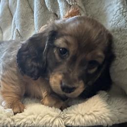 Dachshunds from Kimberly Inman
