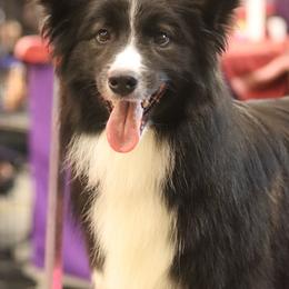 Arrow - Border Collie