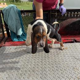 Basset Hound All Grown Up from Donald Swafford