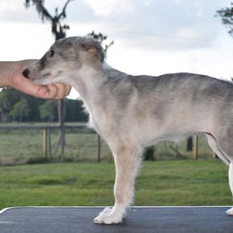 Silken Windhound Puppies from Jennifer Ceballos