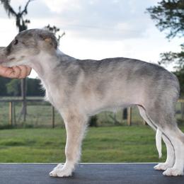 Silken Windhound Puppies from Jennifer Ceballos