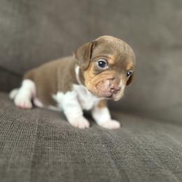 Pocket Beagle Katie - Brown white and tan female Beagle puppy in Gentry, Arkansas from HC Puppy Ranch