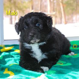 Maki - Black & white female Australian Shepherd puppy in Coldwater, Michigan from Northern Star Australian Shepherds