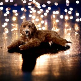 Violet - Goldendoodle