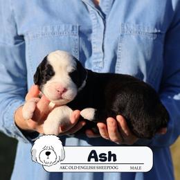 Ash - Gray and white male Old English Sheepdog puppy in Cleveland, Tennessee from Narrow Path Old English & Sheepadoodles