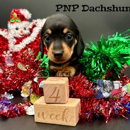 Miss Rayna - Black and tan female Dachshund puppy in Ben Wheeler, Texas from P&P Dachshunds