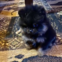 Max - Black and tan parti male Pomeranian puppy in Delta Junction, Alaska from Princess’s Poms