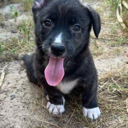 Tahoe - Brindle and white male American Corgi puppy in Hope, Arkansas from Foxy Knoll Farm
