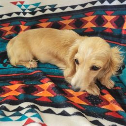 Sugar - Dachshund