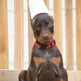 Ambrosia - Red and rust female Doberman Pinscher puppy in Overton, Texas from Obsidian Kennel