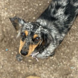 Lola - Dachshund